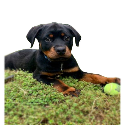 Creating long lasting and purpose driven relationships between the dog and its owner is a passion of Von Jäger K9.  Thank you for trusting us with your family pet!