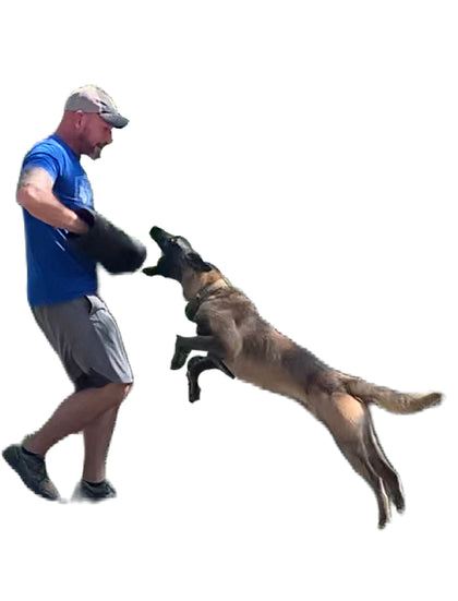 Personal Protection Dogs for sale. Family protection dogs for sale. Or let us evaluate your personal dog for its personal protection dog potential.