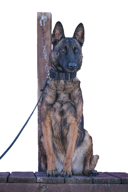 Von Jäger K9 provides the highest quality personal protection dogs, law enforcement canines, family protection dogs, and detection dogs.