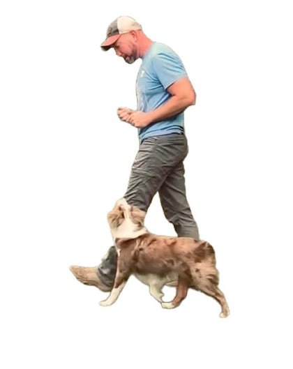Basic obedience dog training. Board and train dog training. One on one dog training sessions. Behavioral training. Aggression issue. Dog training.   